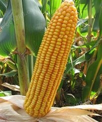 隆平702，105-120天早熟玉米种子，低温区域推荐品种，甘肃种子公司生产供应！
