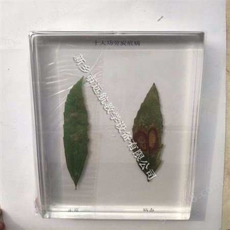植物标本 高校教学标本 农作物病虫害教学