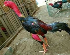 贵阳纯种越南养殖场大型纯种成年斗鸡缅甸盖沙斗鸡