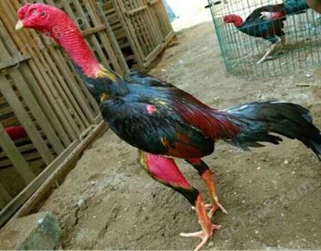 贵阳纯种越南养殖场越南纯种成年斗鸡