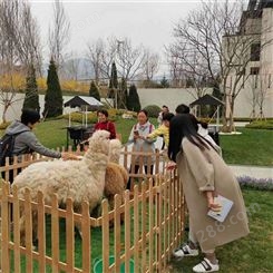 鸿淘 成年羊驼展 萌宠动物出租展览 
