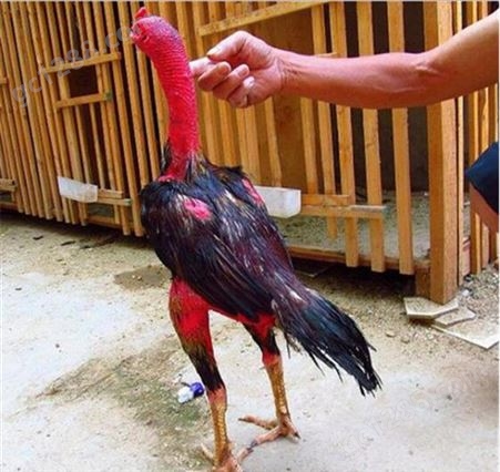 贵阳纯种越南养殖场越南纯种成年斗鸡