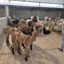 鸿淘 羊驼萌宠动物展览出租 萌宠动物羊驼租赁