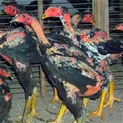 昭通纯种越南斗鸡 缅甸盖沙斗鸡供应