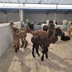 鸿淘 成年羊驼展 动物展览租赁 价格出售