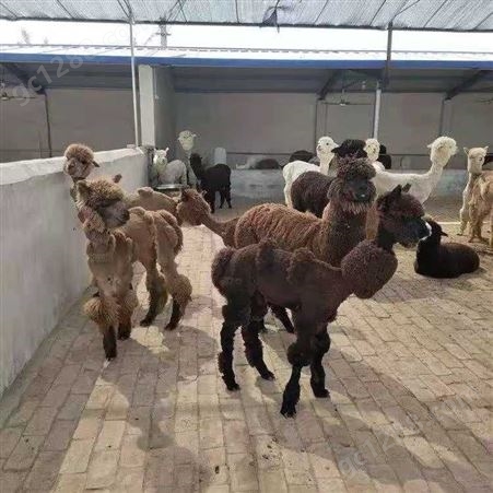 鸿淘 成年羊驼展 动物展览租赁 价格出售