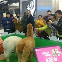 鸿淘 羊驼萌宠动物展览出租 萌宠动物羊驼租赁 生产厂家