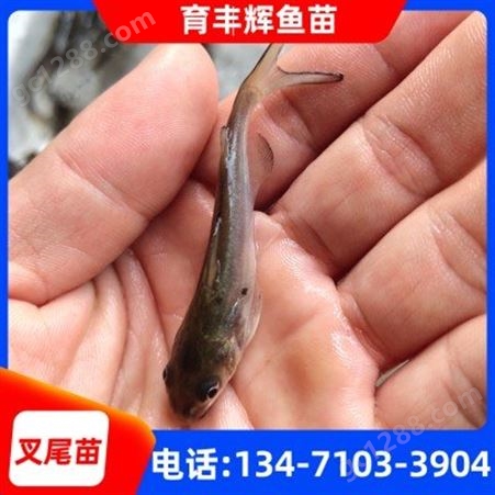 贵州叉尾鱼苗批发 斑点叉尾鮰鱼苗 5-15公分 规格齐全