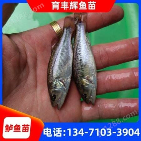 广西鲈鱼批发 花鲈鱼苗价格 四肋鱼苗销售厂家 4-6cm
