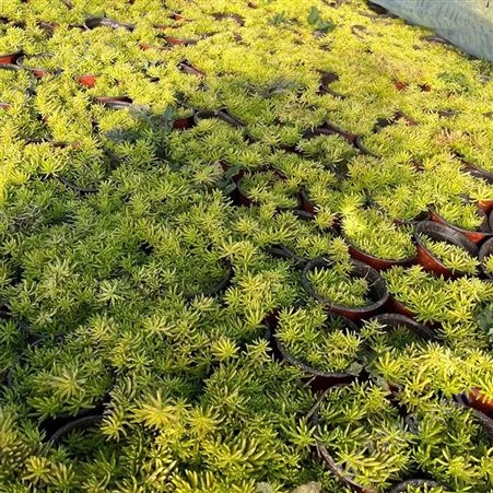 黄金条 落叶灌木花期3-4月 冬季无需入室 耐寒耐旱对土壤要求不严
