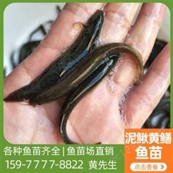 泥鳅黄鳝鱼苗 3-5厘米泥鳅苗 活体水花苗 育兴