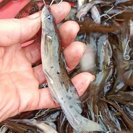 现货直销各种优质鱼苗 罗非鱼黄骨鱼 淡水养殖良品种