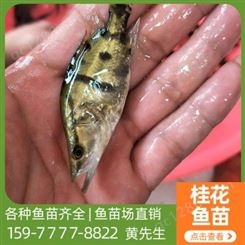 翘嘴桂花鱼2-6厘米现货出售 鱼苗养殖场 全国发货