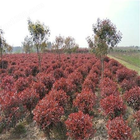 公鼎苗木--红叶石楠种植基地量大从优80厘米红叶石楠