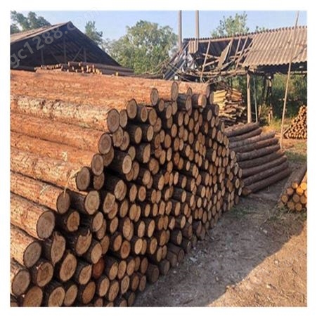 广西收购2米正材 松木原木 杉木原木 木材加工