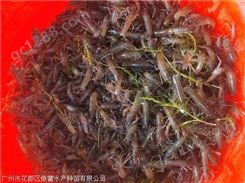 辽宁澳洲淡水龙虾苗低价零售出售