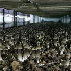 联盛 食用菌黑皮鸡枞菌基地 黑皮鸡枞菌 欢迎咨询