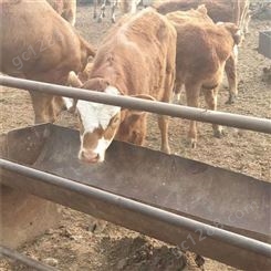 西门塔尔牛母牛 散养西门塔尔牛 西门塔尔牛牛犊 长期出售