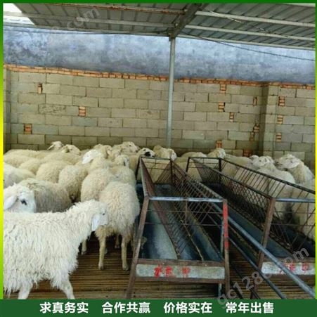 育肥小尾寒羊 小尾寒羊养殖场 小尾寒羊养殖技术 常年出售