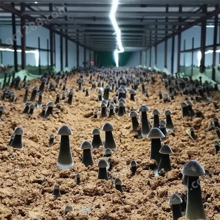 联盛 北京鸡枞厂家 食用菌 加工定做
