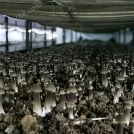 联盛 重庆黑皮鸡枞菌厂家 食用菌 规格齐全