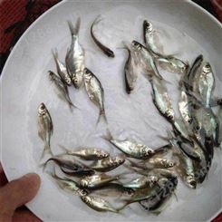 繁殖基地 鳊鱼苗 水生植物为食 淡水鱼类养殖 团头鲂鱼苗采购