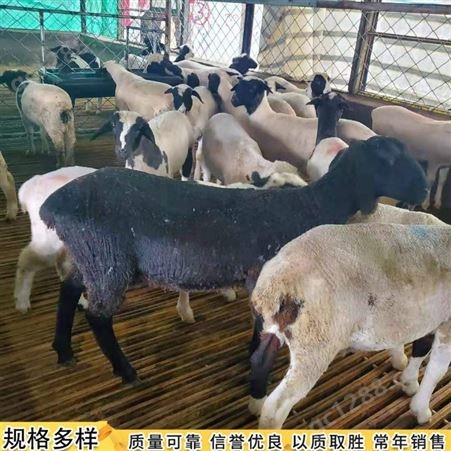 努比亚黑山羊 农家养殖努比亚黑山羊 繁育努比亚黑山羊 常年供应