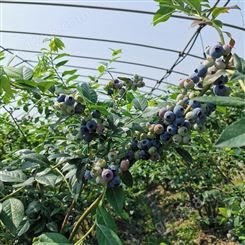 君临蓝莓 喜来蓝莓苗 基地批发蓝莓树苗 供应智力杜克蓝莓苗