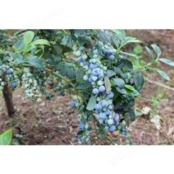 君临蓝莓 薄雾蓝莓苗 蓝莓苗基地出售 大量供应钱德勒蓝莓苗