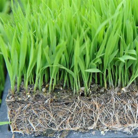 育苗基质育苗土扦插基质无土栽培基质品质稳定苗壮根系发达