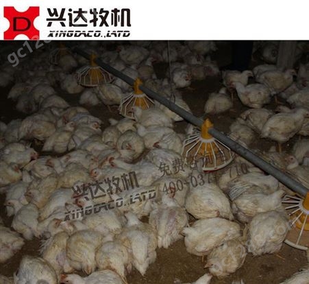 白羽鸡 自动料线 自动化养鸡设备 平养鸡料线 肉鸡养殖设备