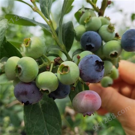蓝莓苗 绿宝石蓝莓苗价格 茂盛 现挖现卖