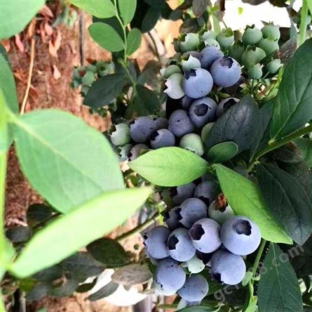 蓝莓苗 绿宝石蓝莓苗价格 茂盛 现挖现卖