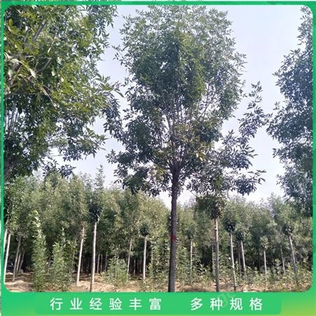 厂家出售 易成活园林白蜡 绿化工程用树白蜡 15公分速生白蜡