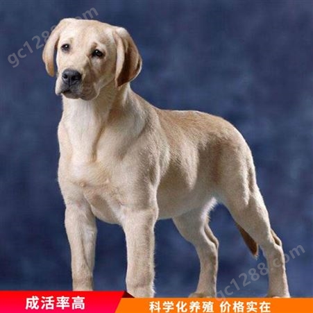 散养拉布拉多犬 拉布拉多宠物狗 白色拉布拉多犬 销售价格