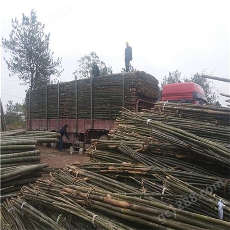 产地直销4米5米6米苦竹杆子 围海造地用的竹子