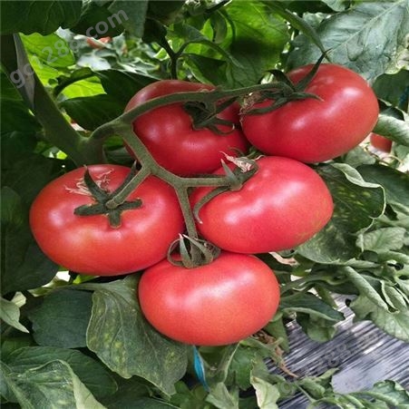紫番茄种子_Lvtian/绿田_番茄种子_厂家供应商