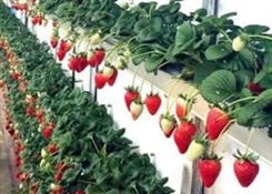 草莓育苗基质_Lvtian/绿田国际_育苗专用基质_公司加工