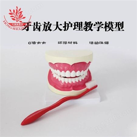 牙齿模型儿童教学模型高级PVC塑料无菌无味口腔模型