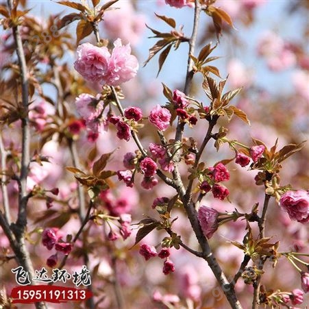苗圃批发销售樱花苗 庭院观赏植物樱花规格齐全量大从优
