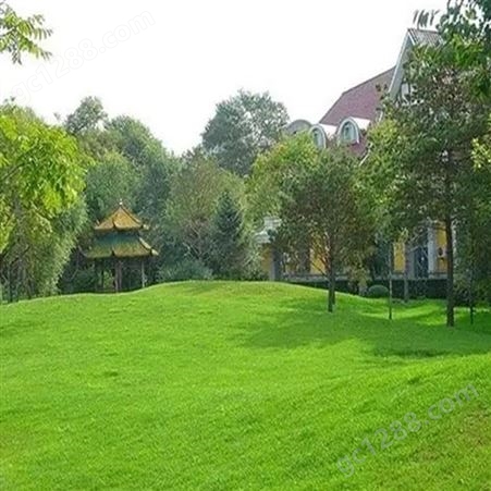 武汉绿化工程施工 城市绿化景观 景观绿化园林 润泽蔚来 b000363