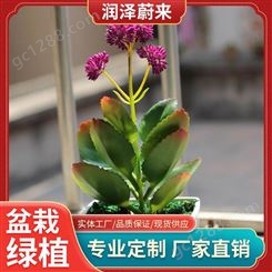 武汉小盆栽植物-绿植盆栽租赁-公司花卉租摆-润泽蔚来