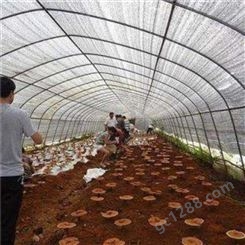 五洲农业科技香菇大棚 西瓜大棚管造价蔬菜种植大棚要多钱